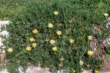 Carpobrotus edulis. Цветущие растения. Израиль, г. Бат-Ям, высокий берег Средиземного моря. 01.04.2023.