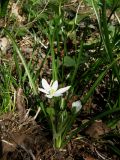 Ornithogalum woronowii