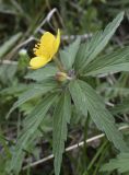 Anemone ranunculoides. Верхушка побега с цветком и бутоном. Испания, автономное сообщество Каталония, провинция Жирона, комарка Рипольес, муниципалитет Сеткасес, окр. н.п. Сеткасес, ≈1350 м н.у.м., пойма ручья Валь-Льобре, лиственный прирусловый лес. 24.04.2022.