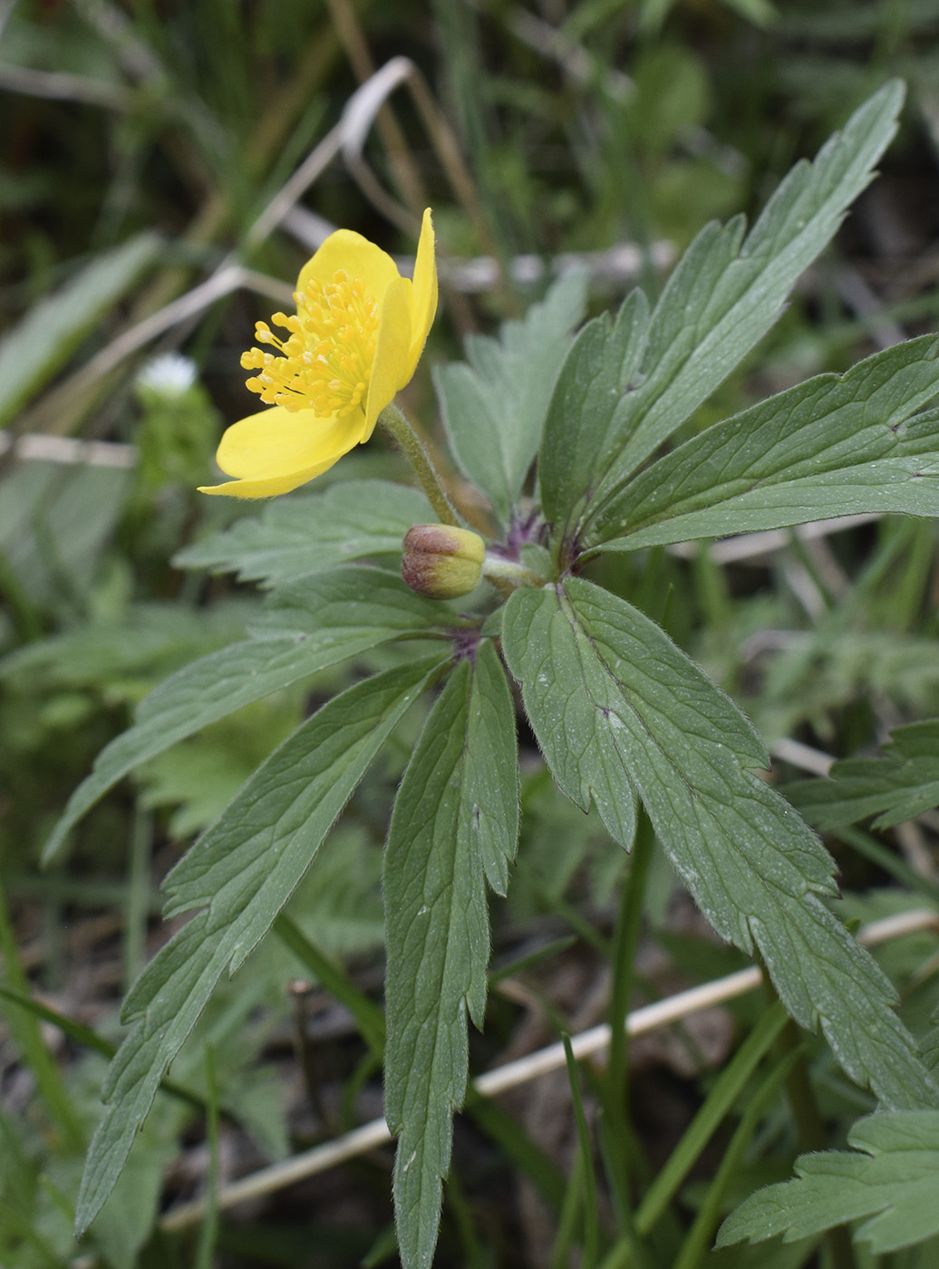 Изображение особи Anemone ranunculoides.