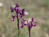 Anacamptis morio subspecies caucasica. Соцветия. Краснодарский край, Крымский р-н, окр. станицы Неберджаевская, ур. Темрючки, дно заброшенного мергелевого карьера. 05.05.2023.