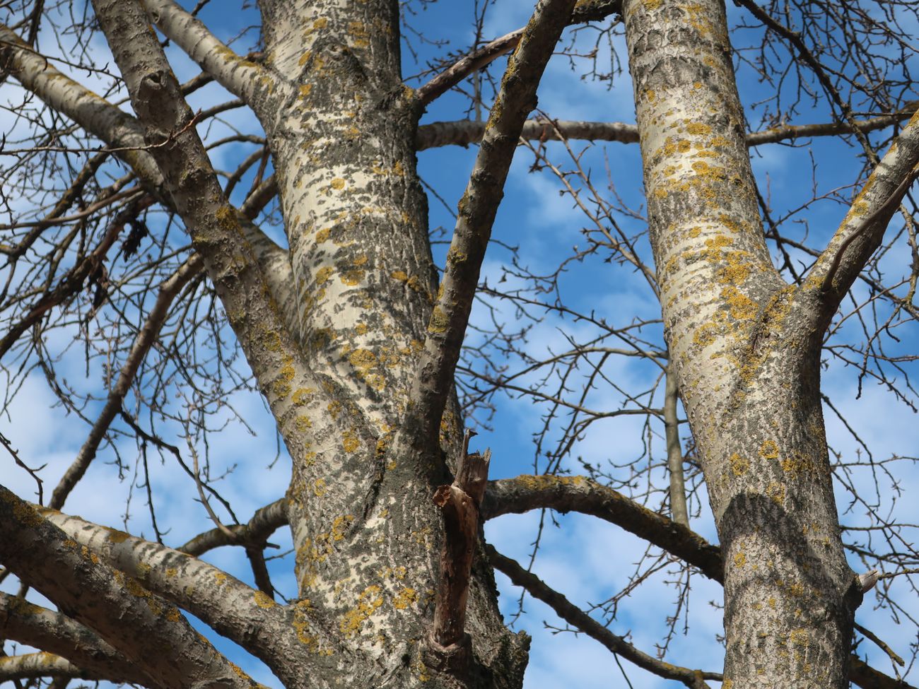 Image of genus Populus specimen.