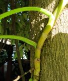 Epipremnum aureum. Часть стебля с основаниями листьев. Таиланд, о-в Пхукет, курорт Ката, двор гостиницы. 14.01.2017.