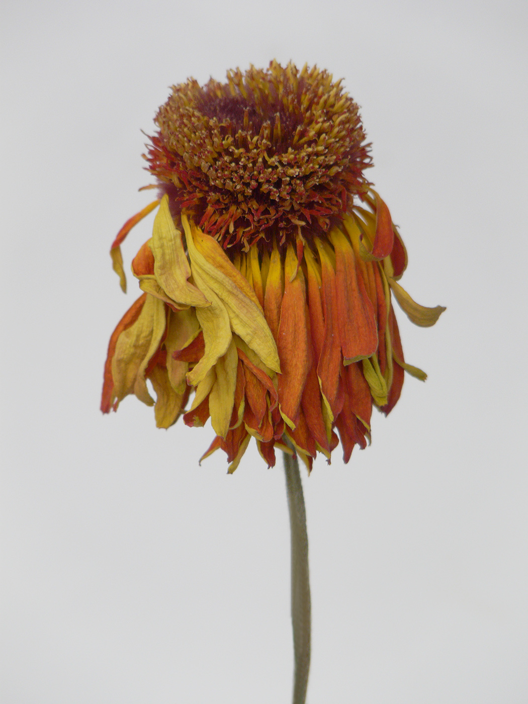 Image of genus Rudbeckia specimen.