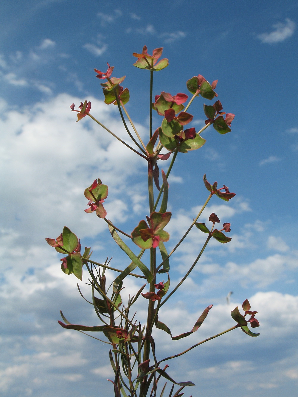 Изображение особи род Euphorbia.