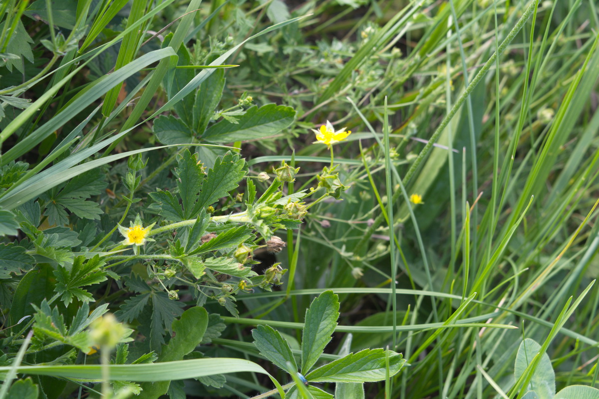 Image of genus Potentilla specimen.