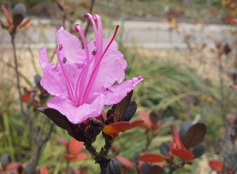 Изображение особи Rhododendron sichotense.