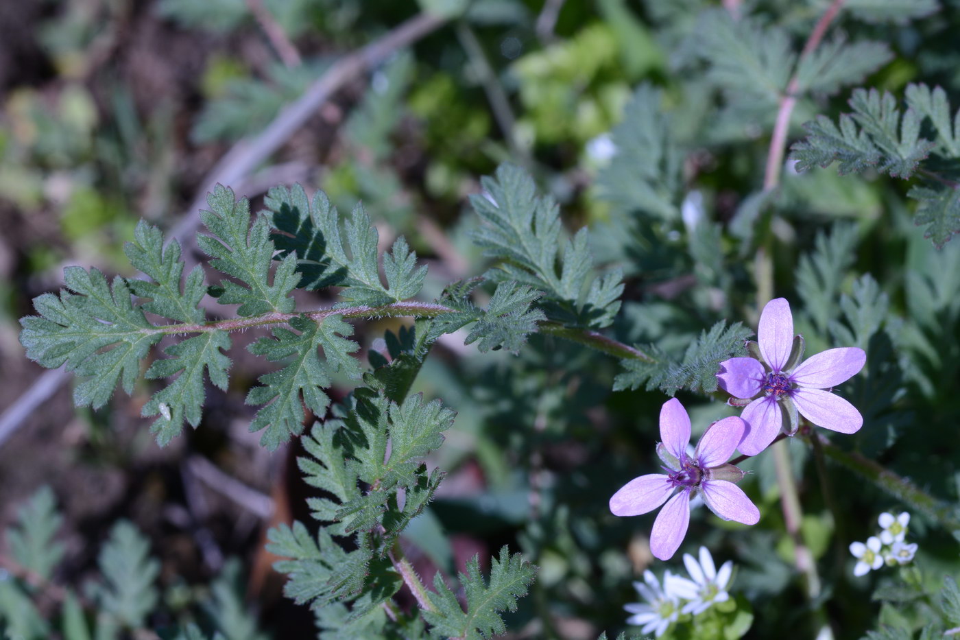 Изображение особи Erodium cicutarium.