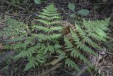 Dryopteris expansa. Спороносящее растение. Пермский край, г. Пермь, Кировский р-н, ООПТ \"Сосновый бор\", смешанный лес. 24.08.2023.