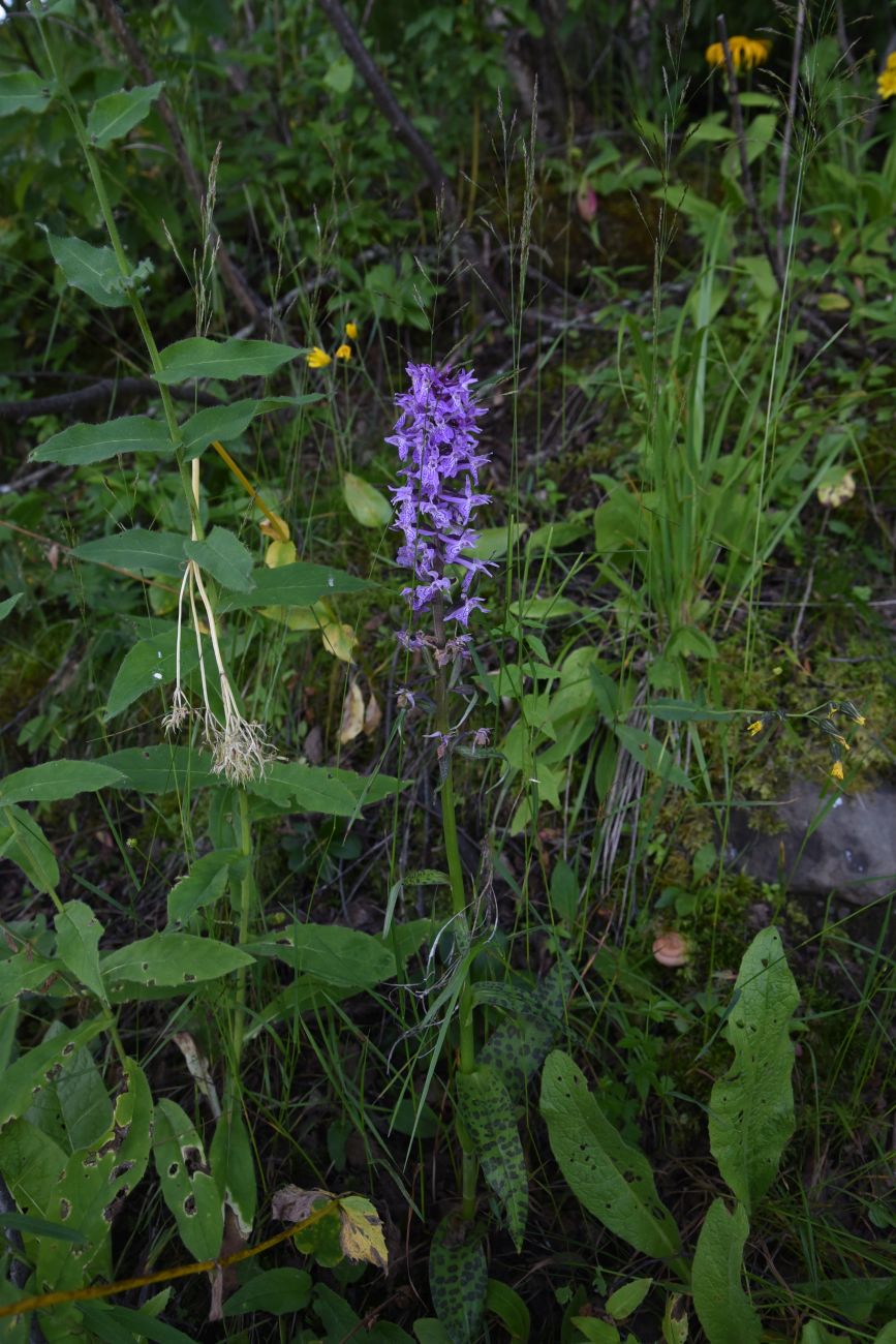 Изображение особи Dactylorhiza urvilleana.