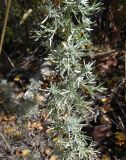 Artemisia austriaca