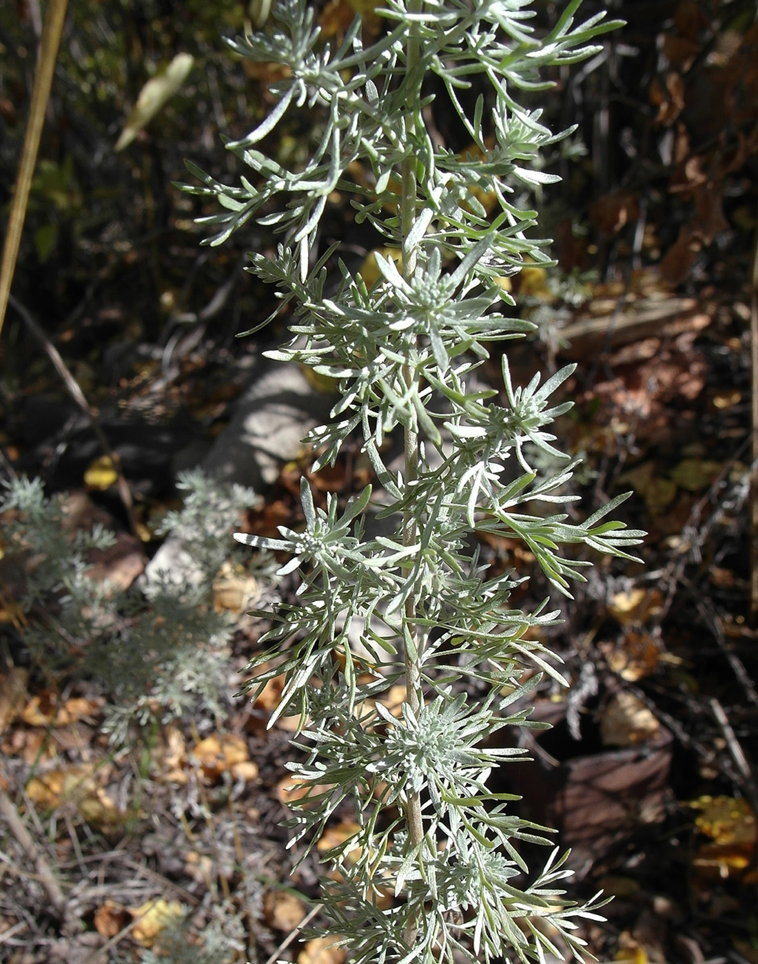 Изображение особи Artemisia austriaca.