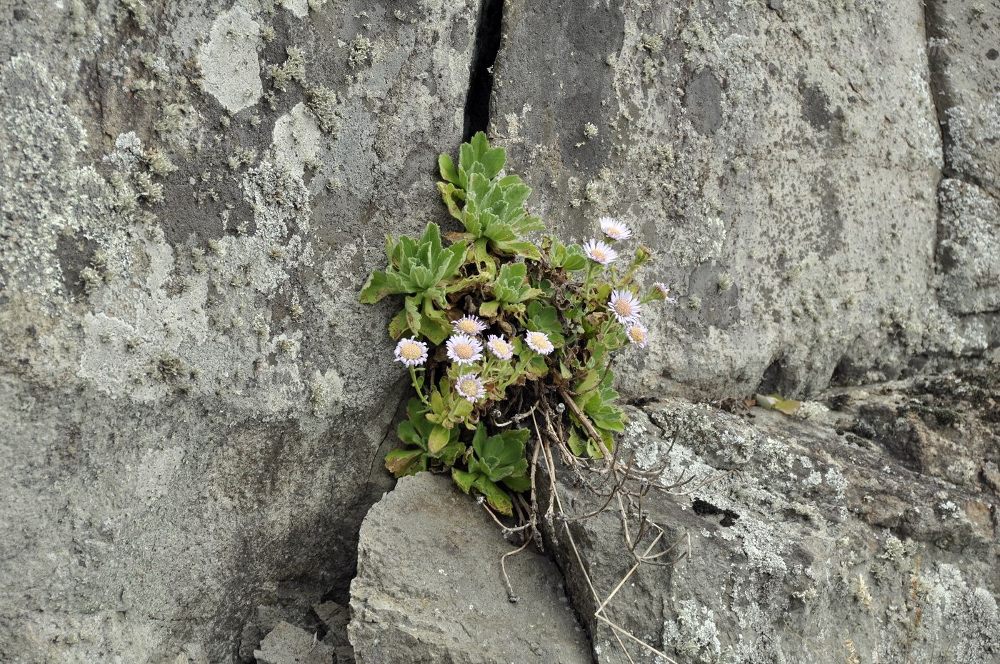 Image of Aster spathulifolius specimen.