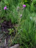 Cirsium vulgare. Цветущее растение в сообществе с Equisetum arvense. Курильские о-ва, о-в Кунашир, бухта Головнина, окраина песчаного пляжа. 18.08.2022.