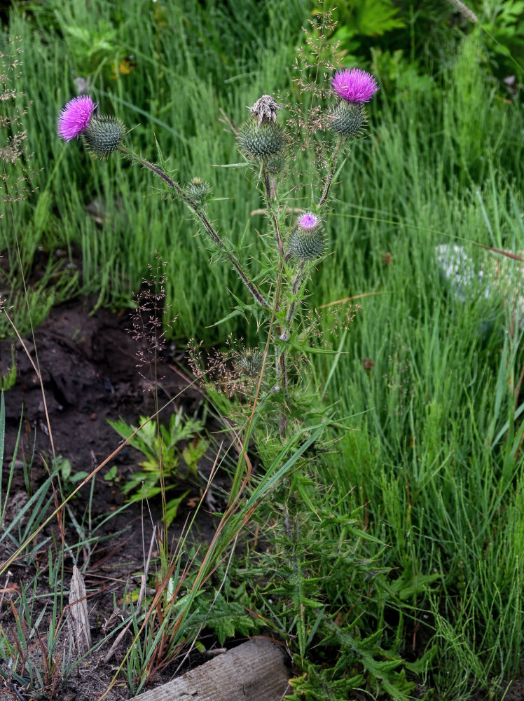 Image of Cirsium vulgare specimen.