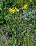 genus Tragopogon