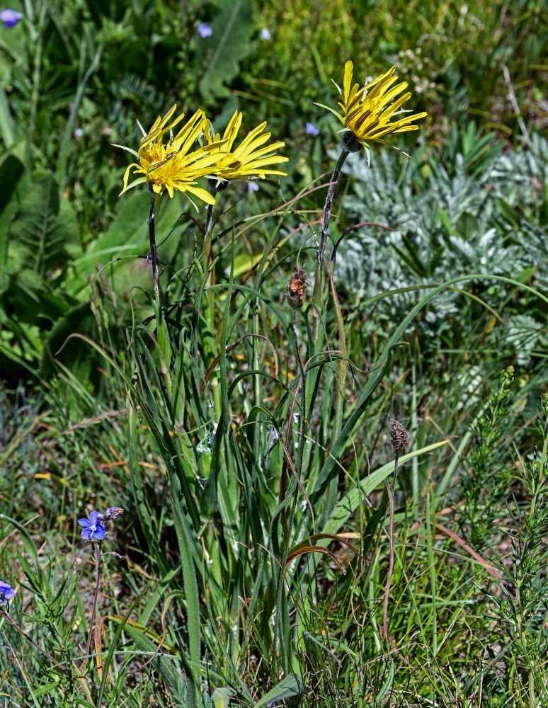 Image of genus Tragopogon specimen.