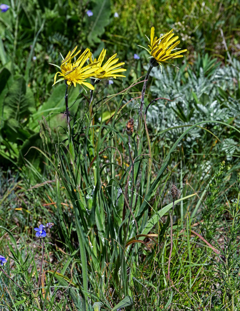 Изображение особи род Tragopogon.