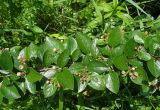 Cotoneaster lucidus