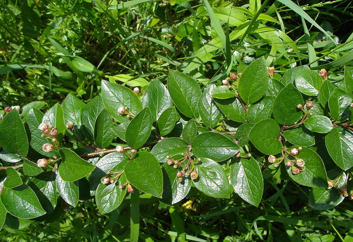 Image of Cotoneaster lucidus specimen.