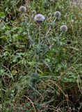 Echinops sphaerocephalus. Верхушка цветущего растения. Чечня, Итум-Калинский р-н, Аргунское ущелье, луговой склон. 26.07.2022.