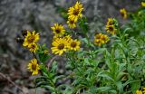 Arnica sachalinensis