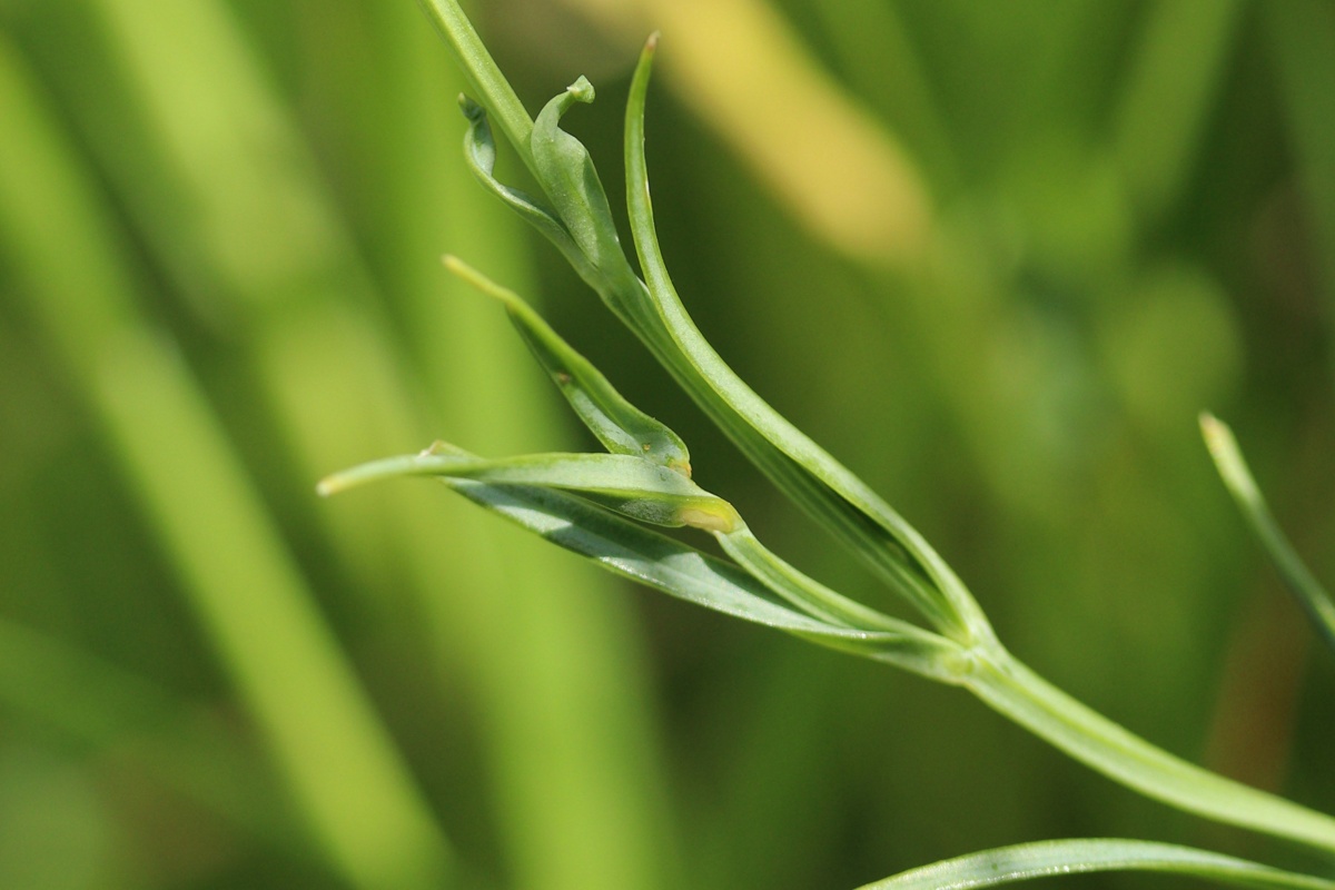 Image of Stellaria palustris specimen.