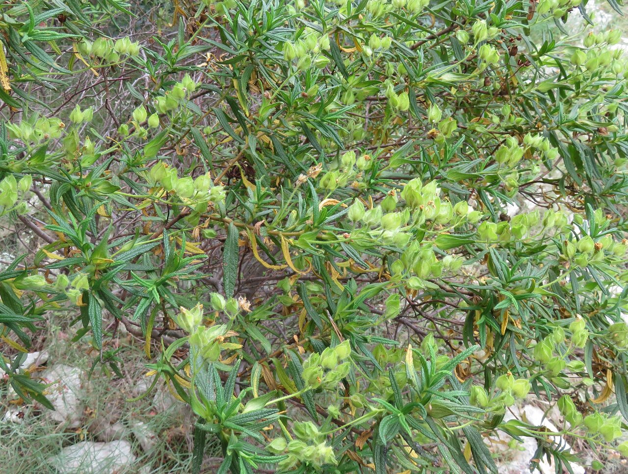 Изображение особи Cistus monspeliensis.