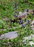 Nepeta bucharica