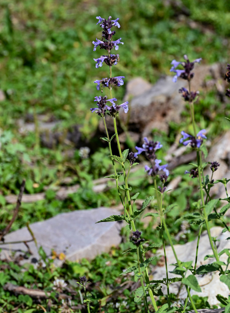 Image of Nepeta bucharica specimen.