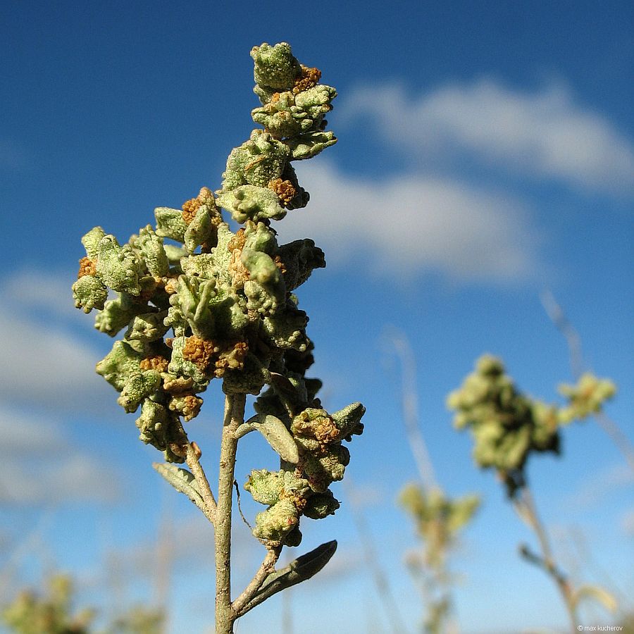 Image of Atriplex cana specimen.