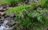 Archangelica decurrens. Вегетирующее растение в сообществе с Ranunculus и Poaceae. Красноярский край, Берёзовский р-н, долина р. Мана, берег ручья. 06.06.2022.