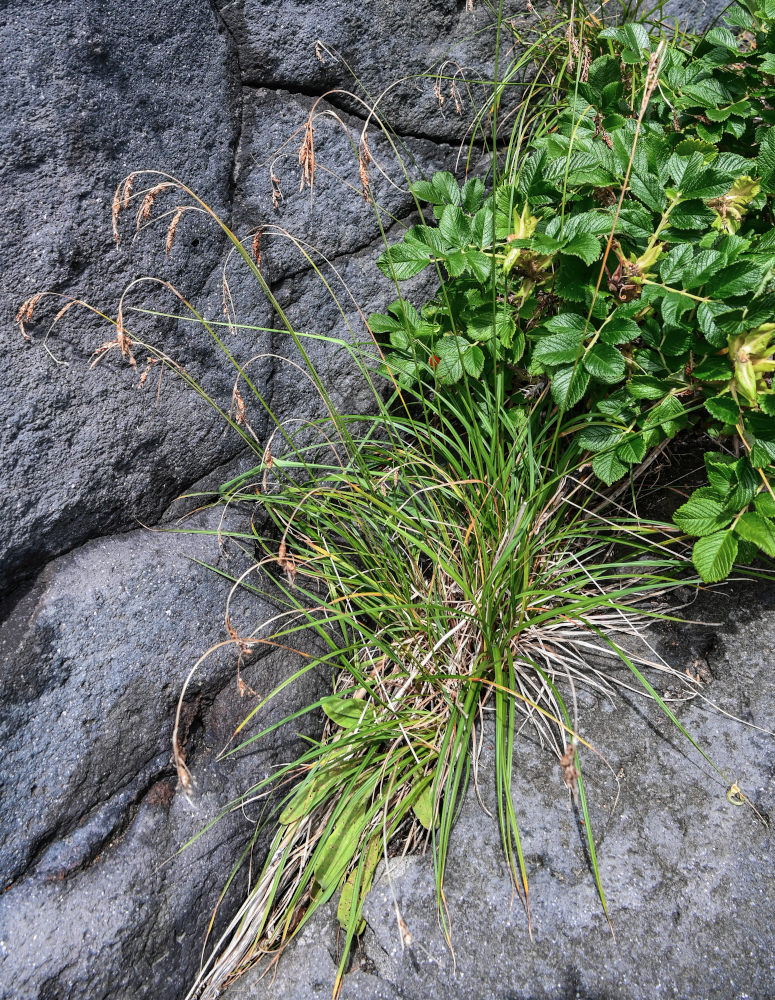 Изображение особи Carex gmelinii.