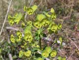 Euphorbia amygdaloides. Верхушка побега с соцветиями. Испания, автономное сообщество Каталония, провинция Жирона, комарка Ла-Гарроча, муниципалитет Ла-Валь-де-Бианья, подр-н (субкомарка) Л’Альта-Гарроча, 870 м н.у.м., перевал Capsacosta, смешанный лес, порубочные остатки на обочине дороги. 12.04.2024.