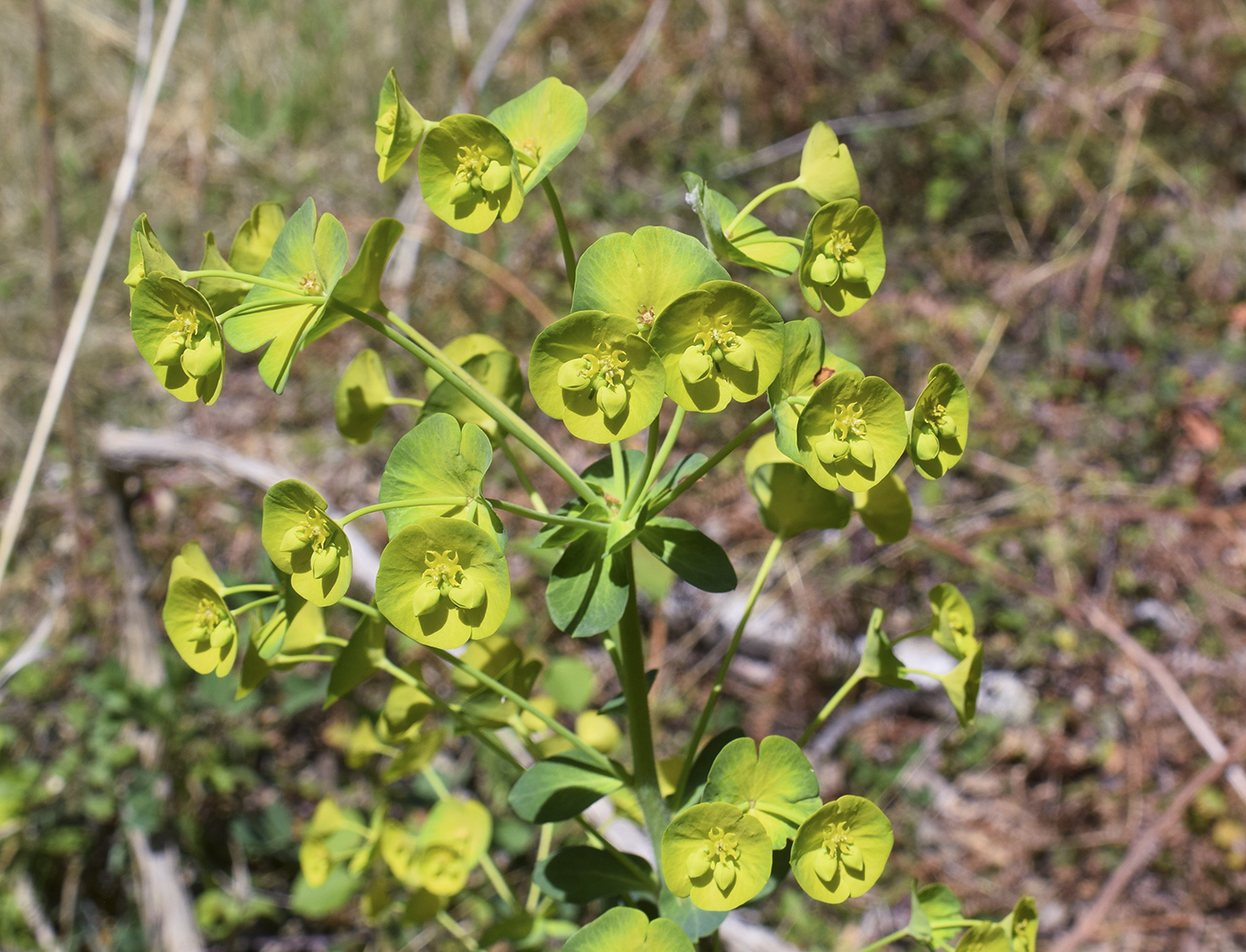 Image of Euphorbia amygdaloides specimen.