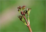 Viburnum opulus