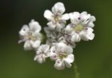 Torilis japonica. Цветки. Приморский край, Шкотовский р-н, пос. Подъяпольск, поросший кустарником склон. 28.07.2023.