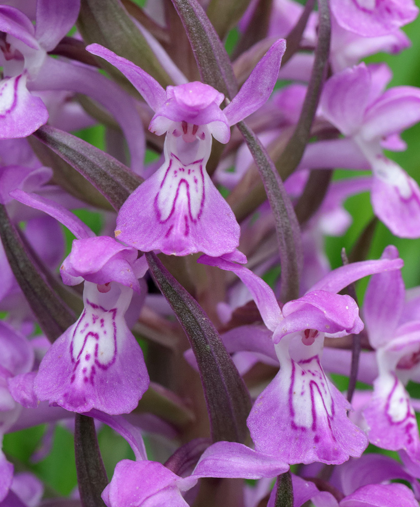 Изображение особи Dactylorhiza umbrosa.
