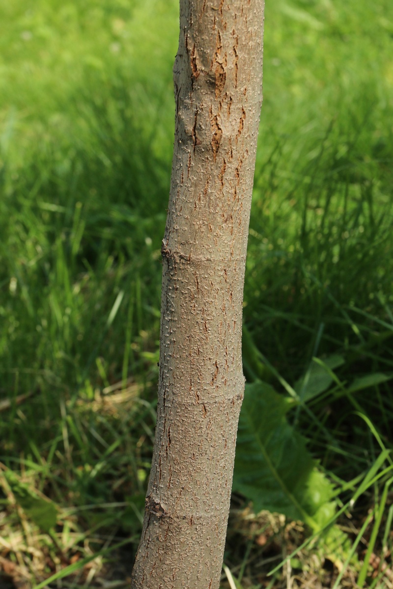 Изображение особи Platanus occidentalis.