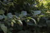 Atropa caucasica