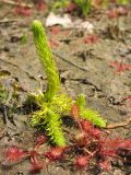 Lycopodiella inundata. Растение в начале вегетации (на переднем плане - Drosera intermedia). Нидерланды, провинция Дренте, Yde, заказник Hondstong, обсыхающий берег небольшого водоёма. 7 июня 2008 г.