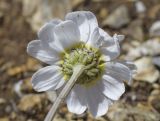 Anthemis carpatica. Верхушка побега с соцветием (вид со стороны обёртки). Испания, Каталония, пров. Жирона, комарка Рипольес, муниципалитет Сеткасес, окр. курорта \"Вальтер 2000\", ≈2200 м н.у.м., каменистый склон вост. экспозиции. 07.07.2024.