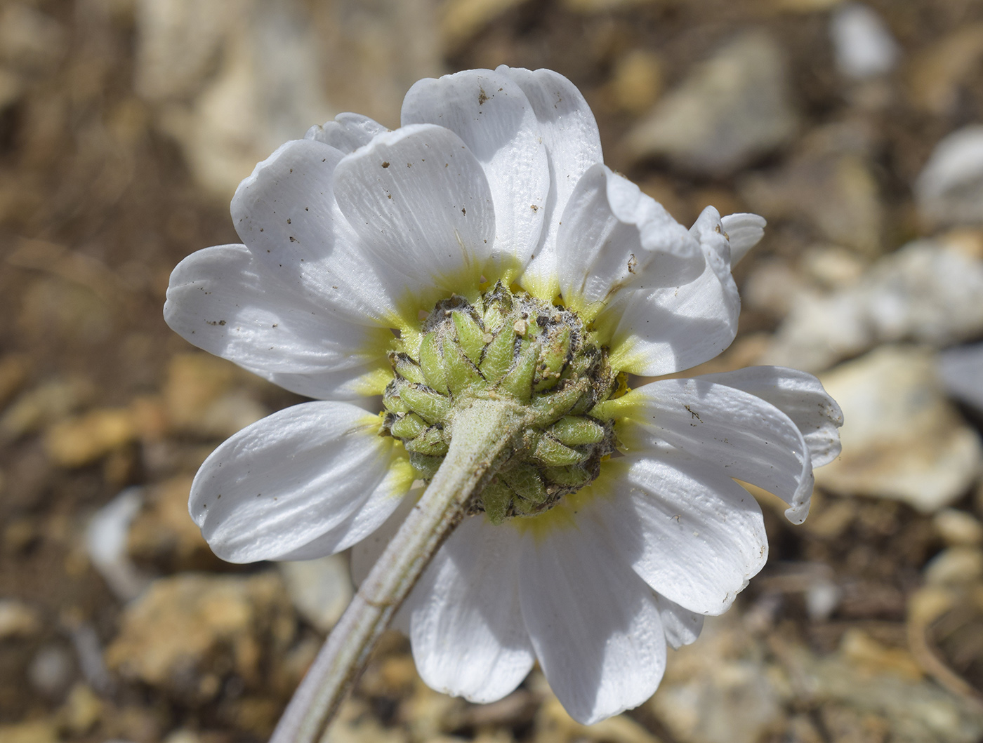 Изображение особи Anthemis carpatica.