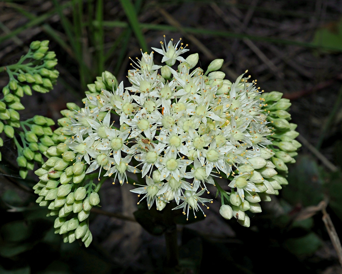 Image of Hylotelephium maximum specimen.