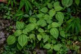 Achudemia japonica. Вегетирующие растения. Китай, провинция Хунань, ущелье р. Ланьчуаньси, широколиственный лес. 08.06.2024.