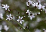 Acanthophyllum gypsophiloides