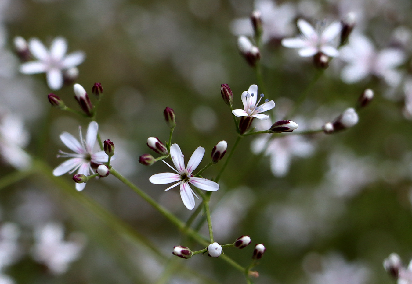 Image of Acanthophyllum gypsophiloides specimen.