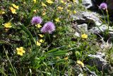 Allium platyspathum