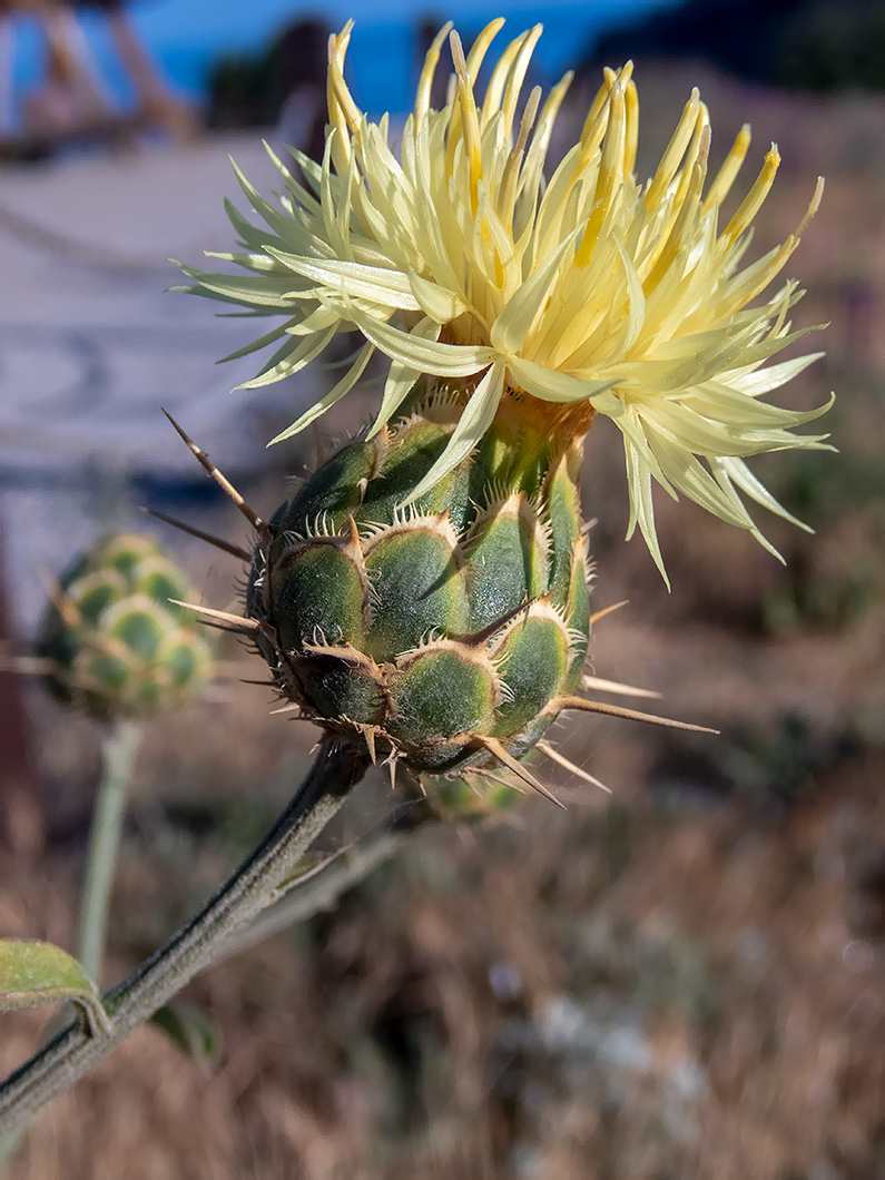 Image of Centaurea salonitana specimen.