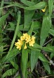 Ulugbekia tschimganica